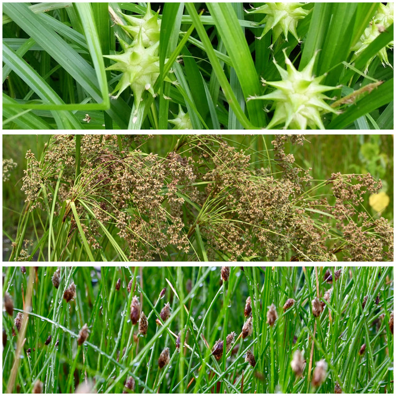 Sedges & Rushes - Potted Plant Preorder, Pickup Required