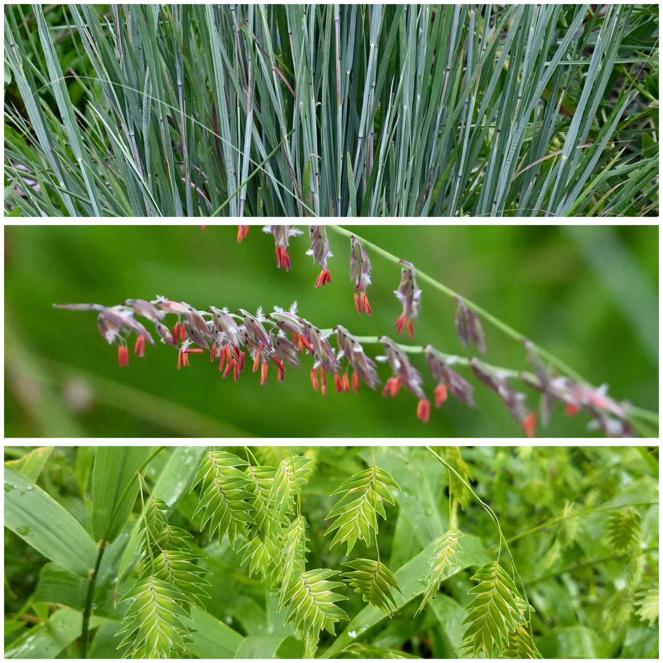 Grasses/Sedges/Rushes