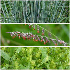 Grasses - Potted Plant Preorder, Pickup Required
