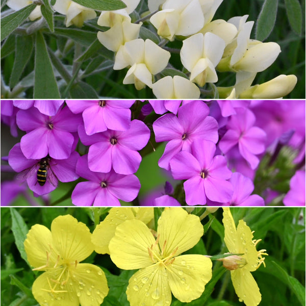 All Spring Herbaceous Plants (Out of Season, Preorders for select species open on Groundhog's Day)