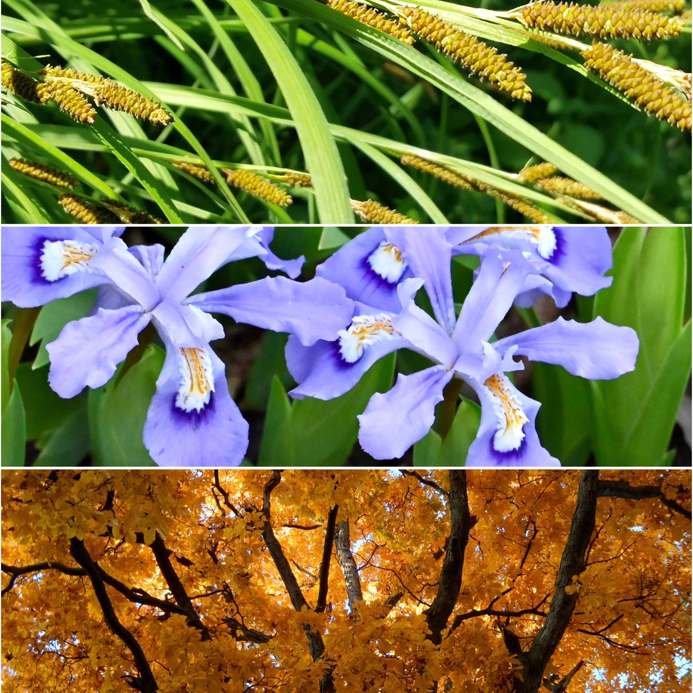 View All Out of Season Species