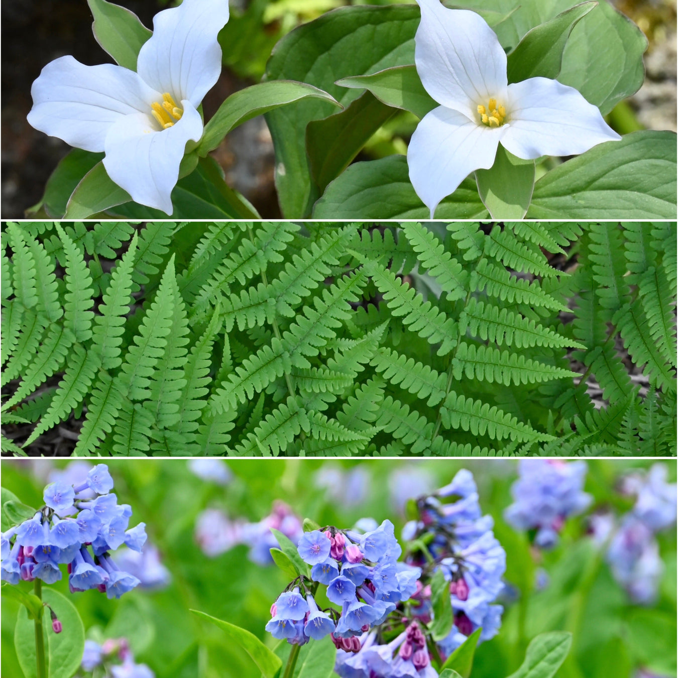 View Past Winter Bare Root Sale Species