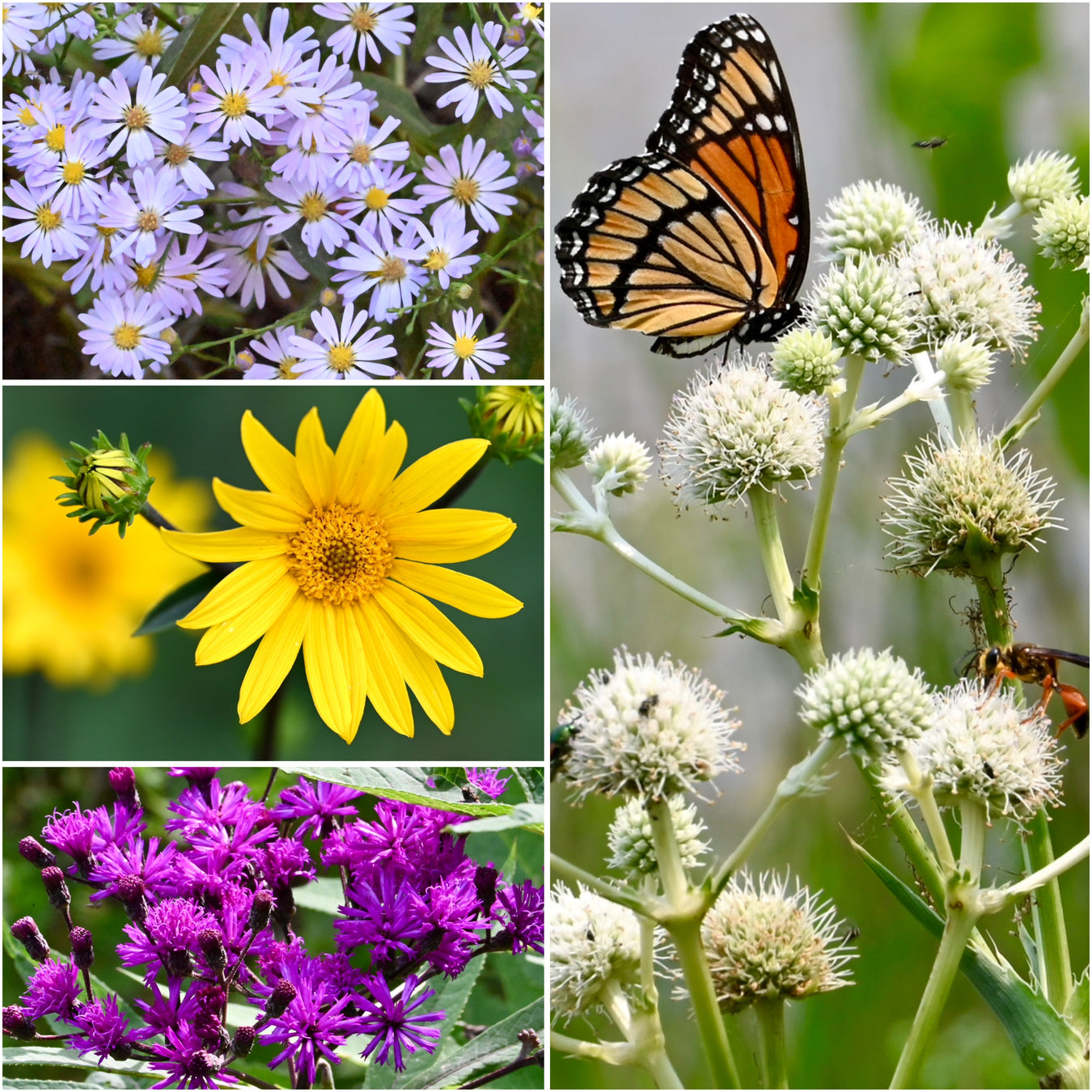 All Spring Preorder Species