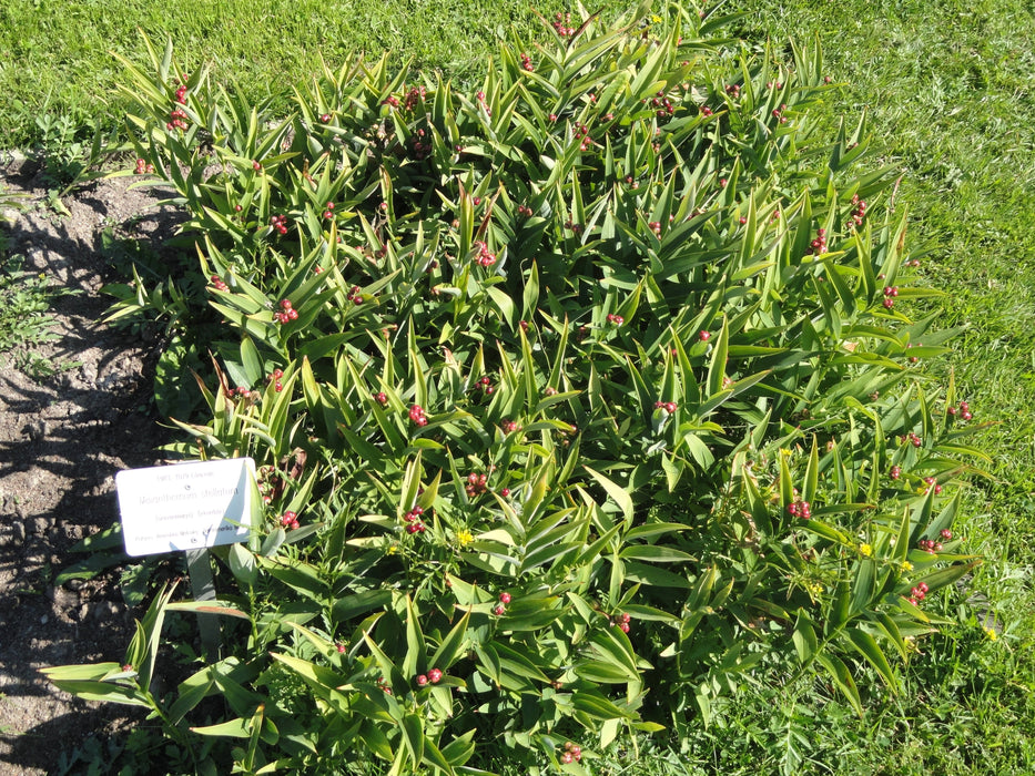 Starry Solomon’s Plume (Maianthemum stellatum) BARE ROOT