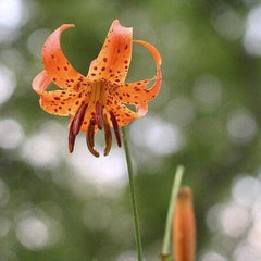 Michigan Lily (Lilium michiganense) BARE ROOT