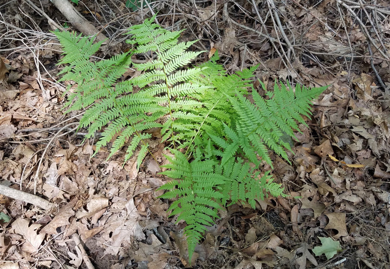 Cinnamon Fern (Osmunda cinnamomea) BARE ROOT - SHIPS BEGINNING WEEK OF 12/2