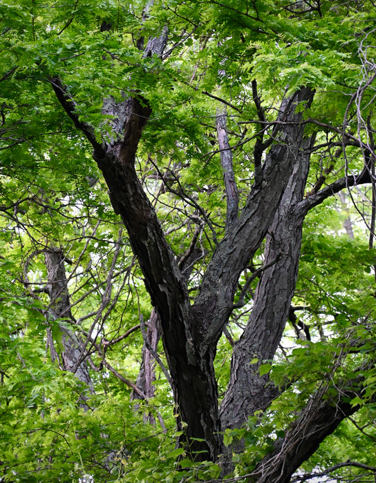 Honey Locust (Gleditsia triacanthos) 3 GAL