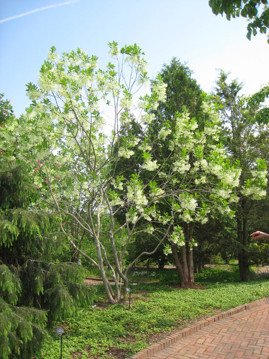 Fringetree (Chionanthus virginicus)