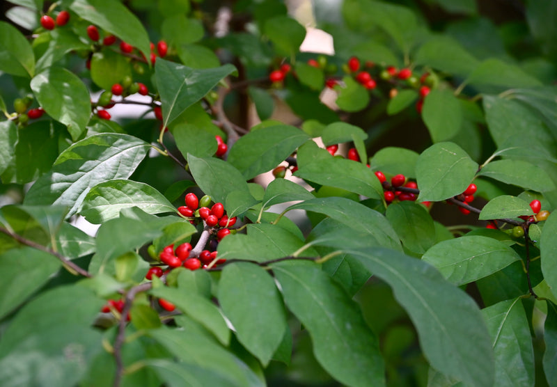 Northern Spicebush (Lindera benzoin)