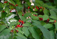 Northern Spicebush (Lindera benzoin)