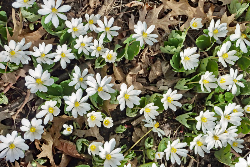 Bloodroot (Sanguinaria canadensis) BARE ROOT - SHIPS BEGINNING WEEK OF 12/2