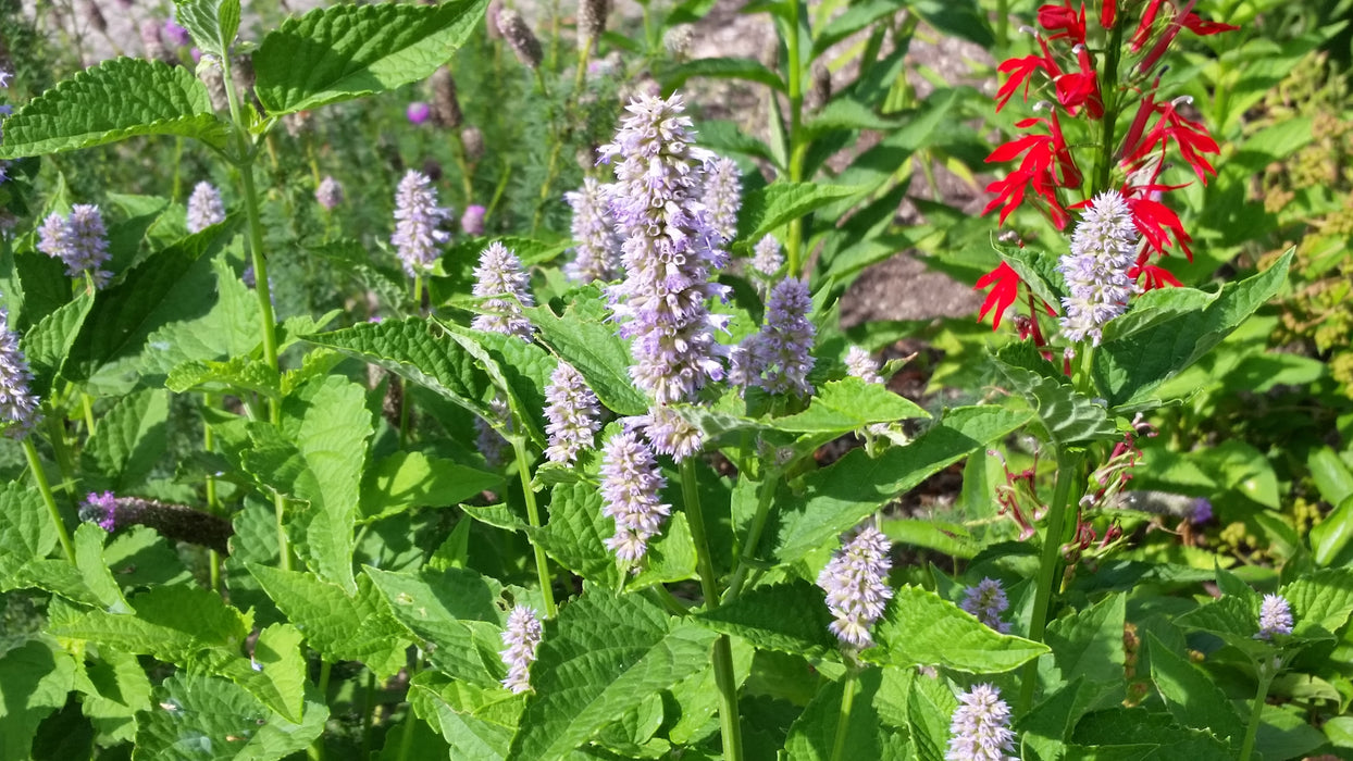 Anise Hyssop (Agastache foeniculum) 1 GAL