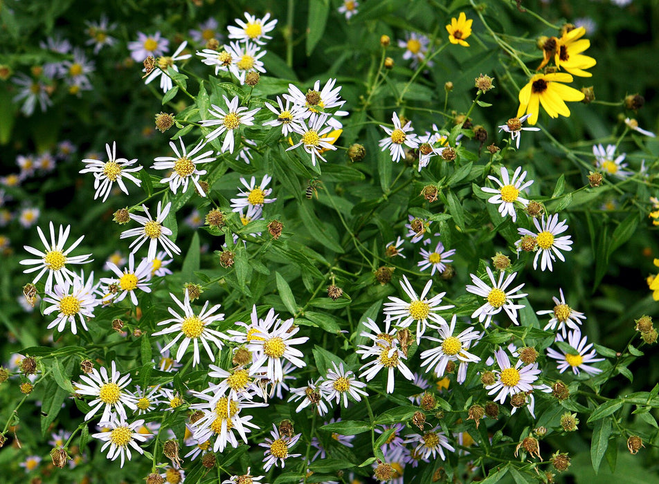 Panicled Aster (Symphyotrichum lanceolatum) 2x2x3" Pot