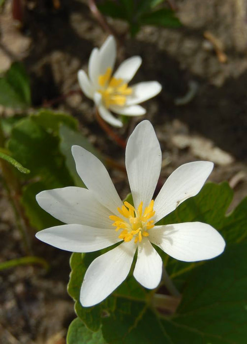 Bloodroot (Sanguinaria canadensis) BARE ROOT