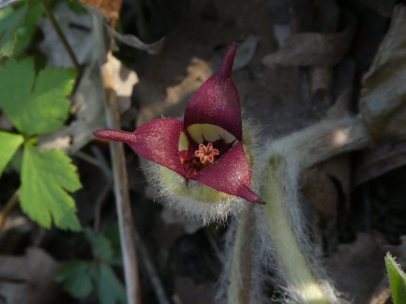 Wild Ginger (Asarum canadense) BARE ROOT - SHIPS BEGINNING WEEK OF 12/2