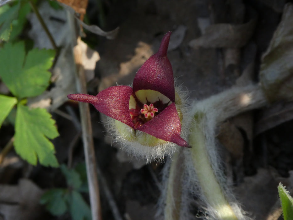 Wild Ginger (Asarum canadense) BARE ROOT