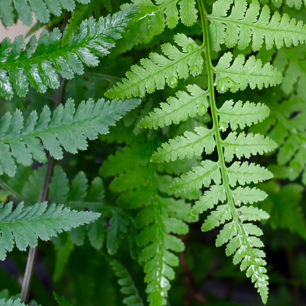 anthurium filix femina Lady Fern (Athyrium filix-femina) BARE ROOT — Native Plants Unlimited LLC