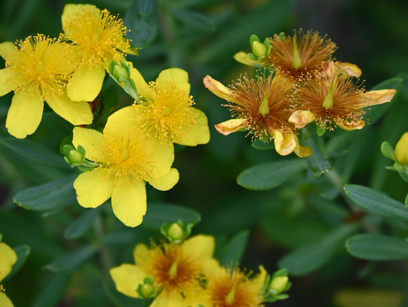 Kalm’s St. John’s Wort (Hypericum kalmianum)