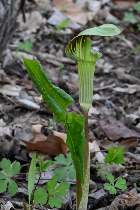 Jack-in-the-Pulpit (Arisaema triphyllum) BARE ROOT