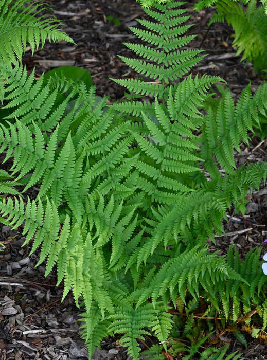 Marginal Wood Fern (Dryopteris marginalis) BARE ROOT