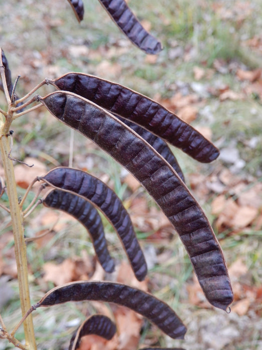 Seed Pack - Wild Senna (Senna hebecarpa)