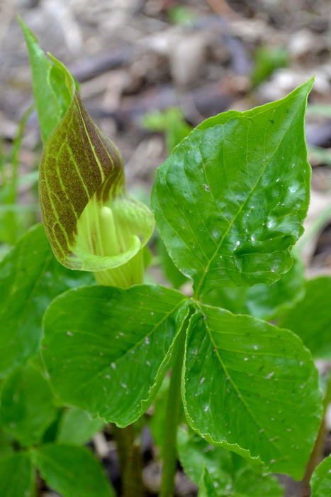 Jack-in-the-Pulpit (Arisaema triphyllum) BARE ROOT