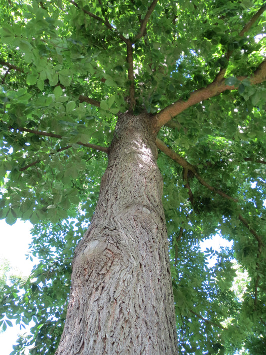 Bitternut Hickory (Carya cordiformis)