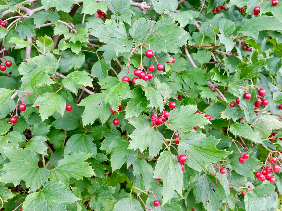 American Highbush Cranberry (Viburnum opulus var. americanum)