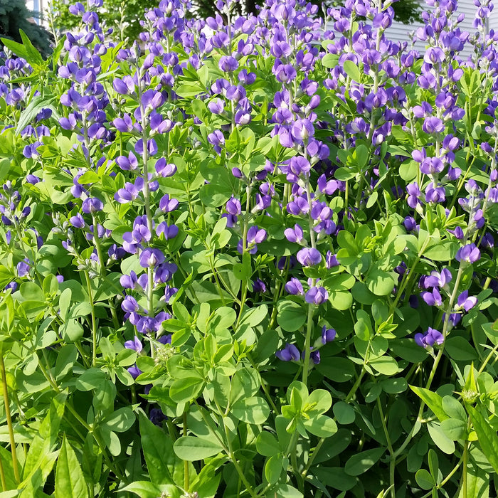 Seed Pack - Blue False Indigo (Baptisia australis)