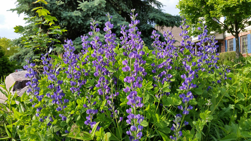 Seed Pack - Blue False Indigo (Baptisia australis)