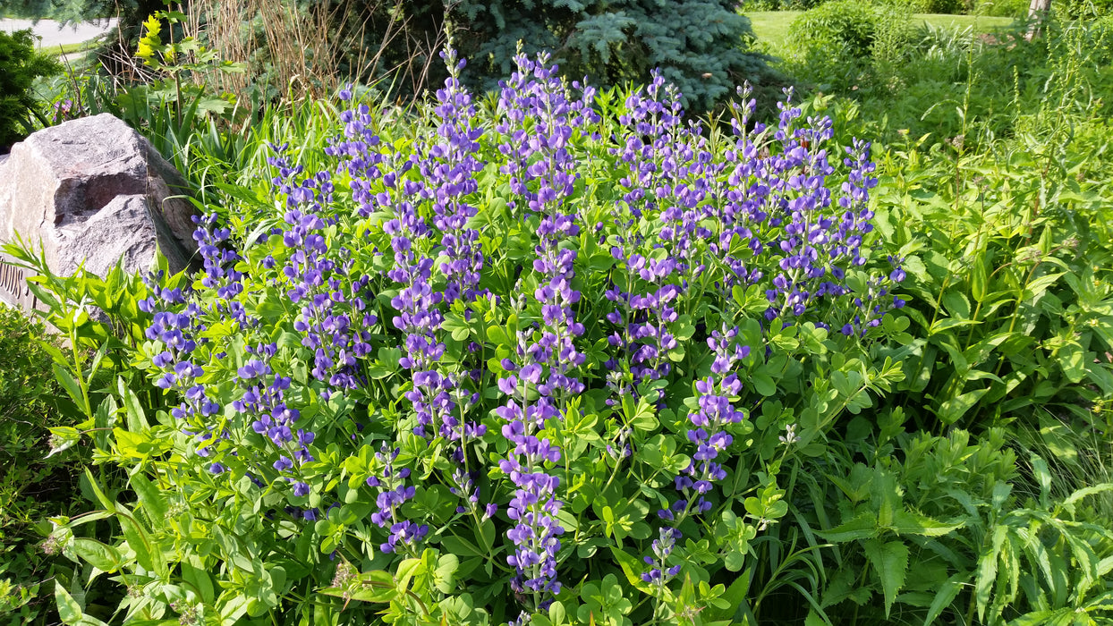 Seed Pack - Blue False Indigo (Baptisia australis)