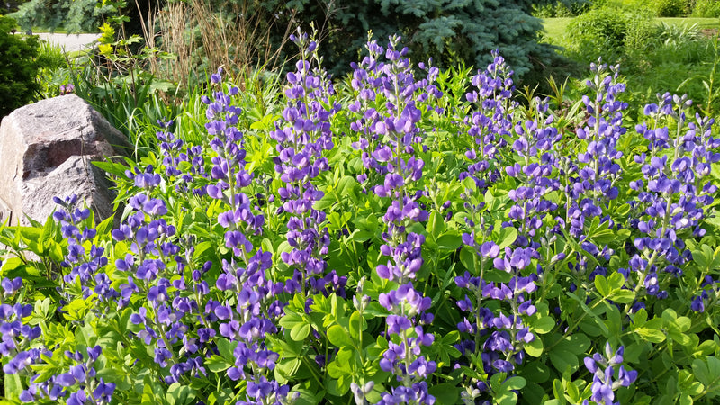 Seed Pack - Blue False Indigo (Baptisia australis)