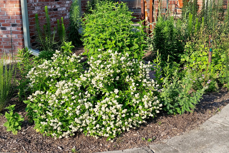 New Jersey Tea (Ceanothus americanus)