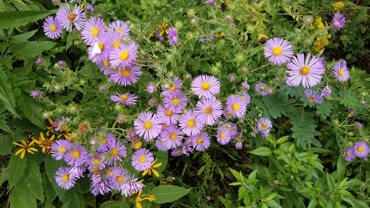 New England Aster (Symphyotrichum novae-angliae) 2x2x3" Pot