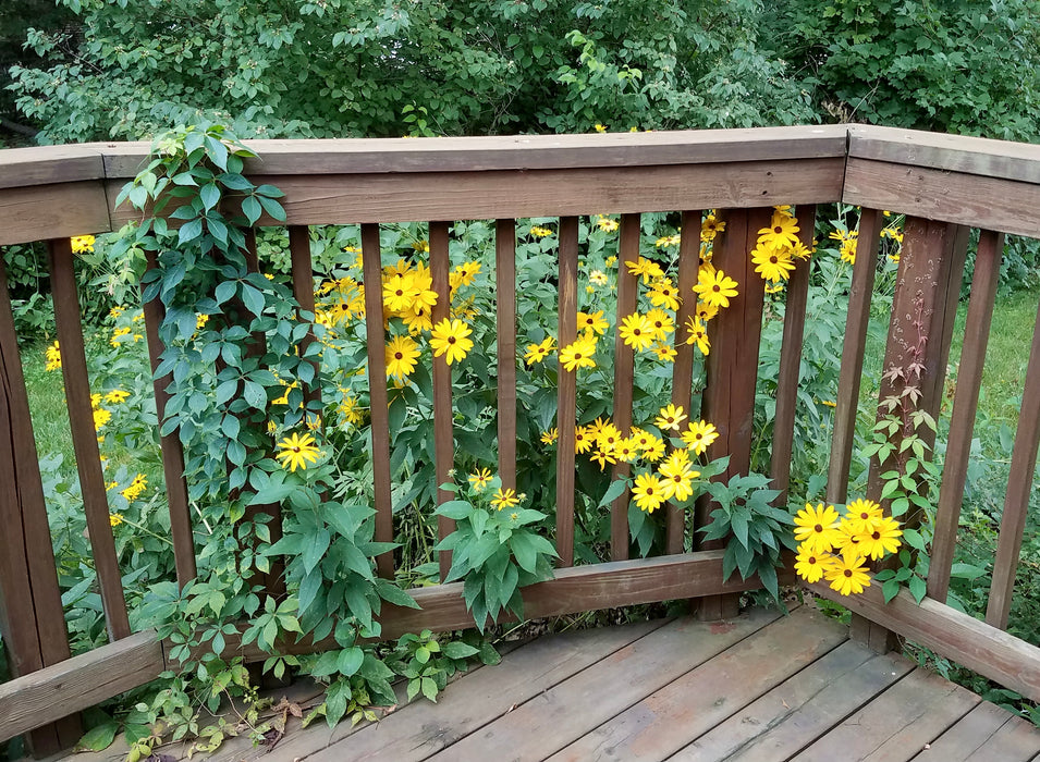 Sweet Black-eyed Susan (Rudbeckia subtomentosa) 1 GAL