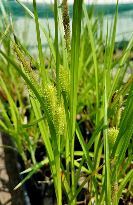 Porcupine Sedge (Carex hystericina) 2x2x3" Pot