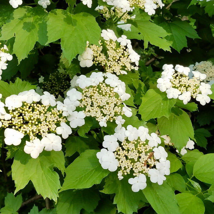 American Highbush Cranberry (Viburnum opulus var. americanum)