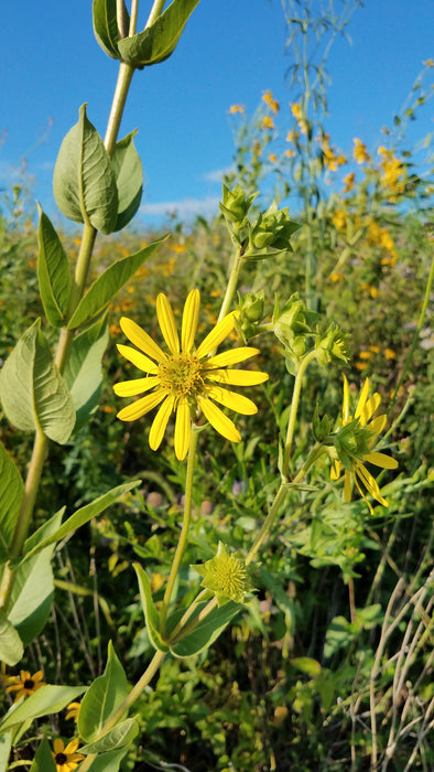 Cup Plant (Silphium perfoliatum) 2x2x3" Pot