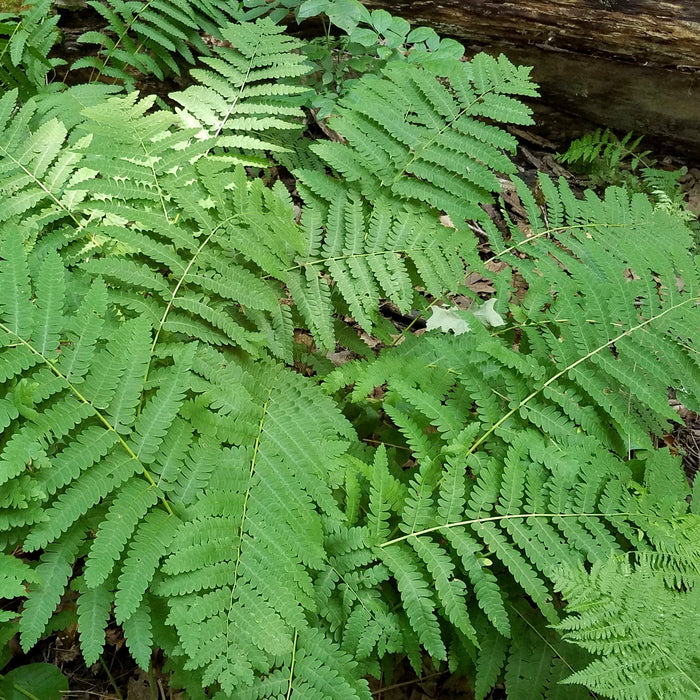 Interrupted Fern (Osmunda claytoniana)