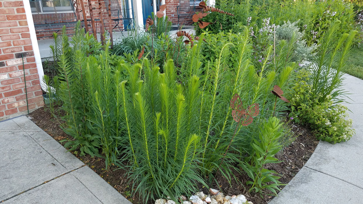 Dense Blazing Star (Liatris spicata) 2x2x3" Pot