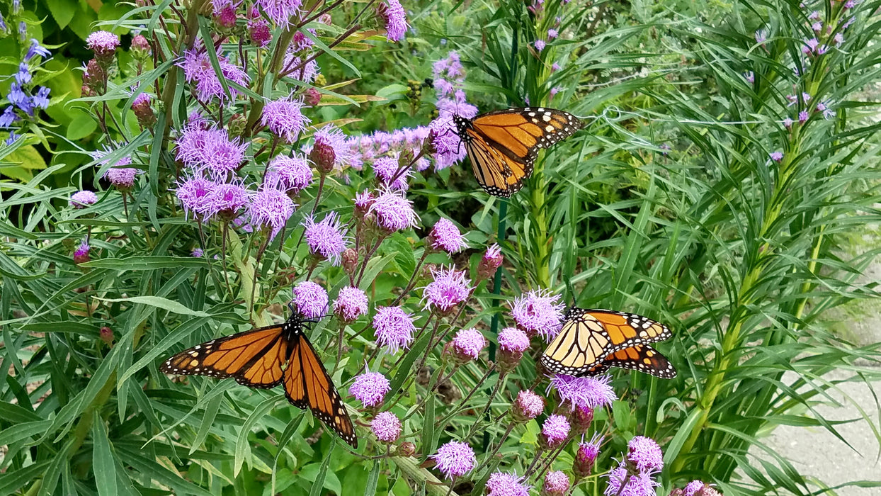 Meadow Blazing Star (Liatris ligulistylis) 1 GAL