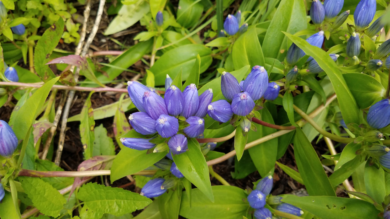 Bottle Gentian (Gentiana andrewsii)