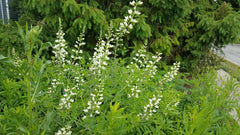 Seed Pack - White False Indigo (Baptisia alba)