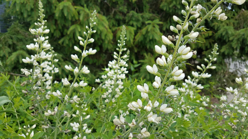 Seed Pack - White False Indigo (Baptisia alba)