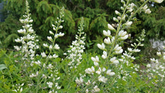 Seed Pack - White False Indigo (Baptisia alba)