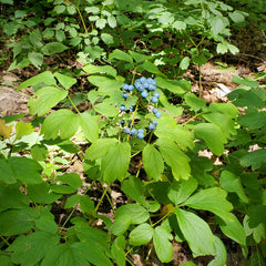 Blue Cohosh (Caulophyllum thalictroides) BARE ROOT - SHIPS BEGINNING WEEK OF 12/2