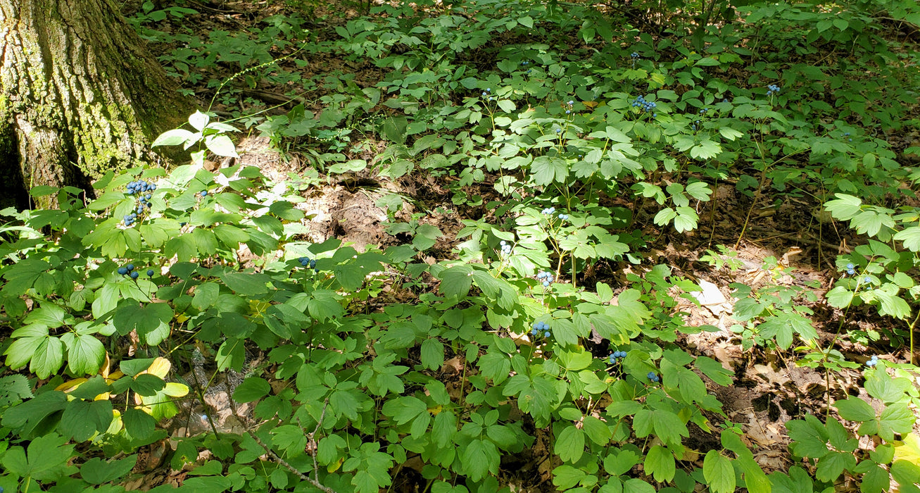 Blue Cohosh (Caulophyllum thalictroides) BARE ROOT