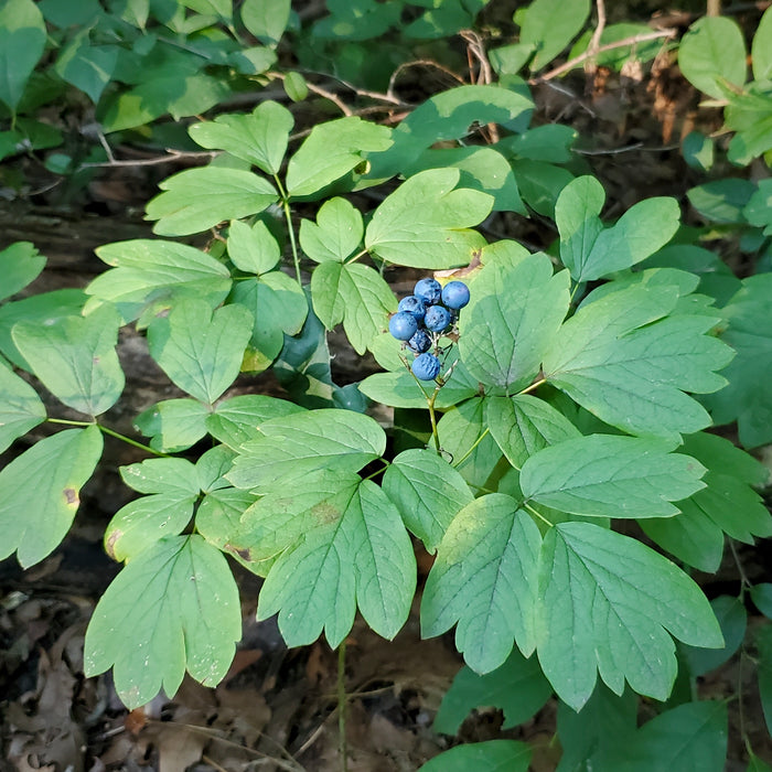 Blue Cohosh (Caulophyllum thalictroides) BARE ROOT