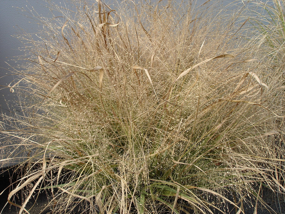 Purple Lovegrass (Eragrostis spectabilis) 1 GAL