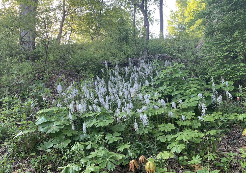 Wild Hyacinth (Camassia scilloides) BARE ROOT